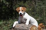 PARSON RUSSEL TERRIER 004